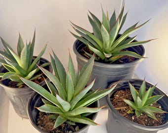 Planta de agave Blue Glow a raíz desnuda - 4 tamaños