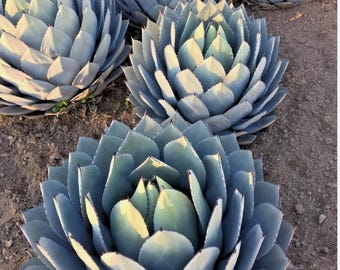 Agave Parryi Truncata (Agave Alcachofa) Planta viva de calidad excepcional - 4 tamaños