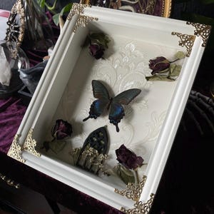 Papilio Bianor im Schaukasten Entomologie Dekoration Schmetterling