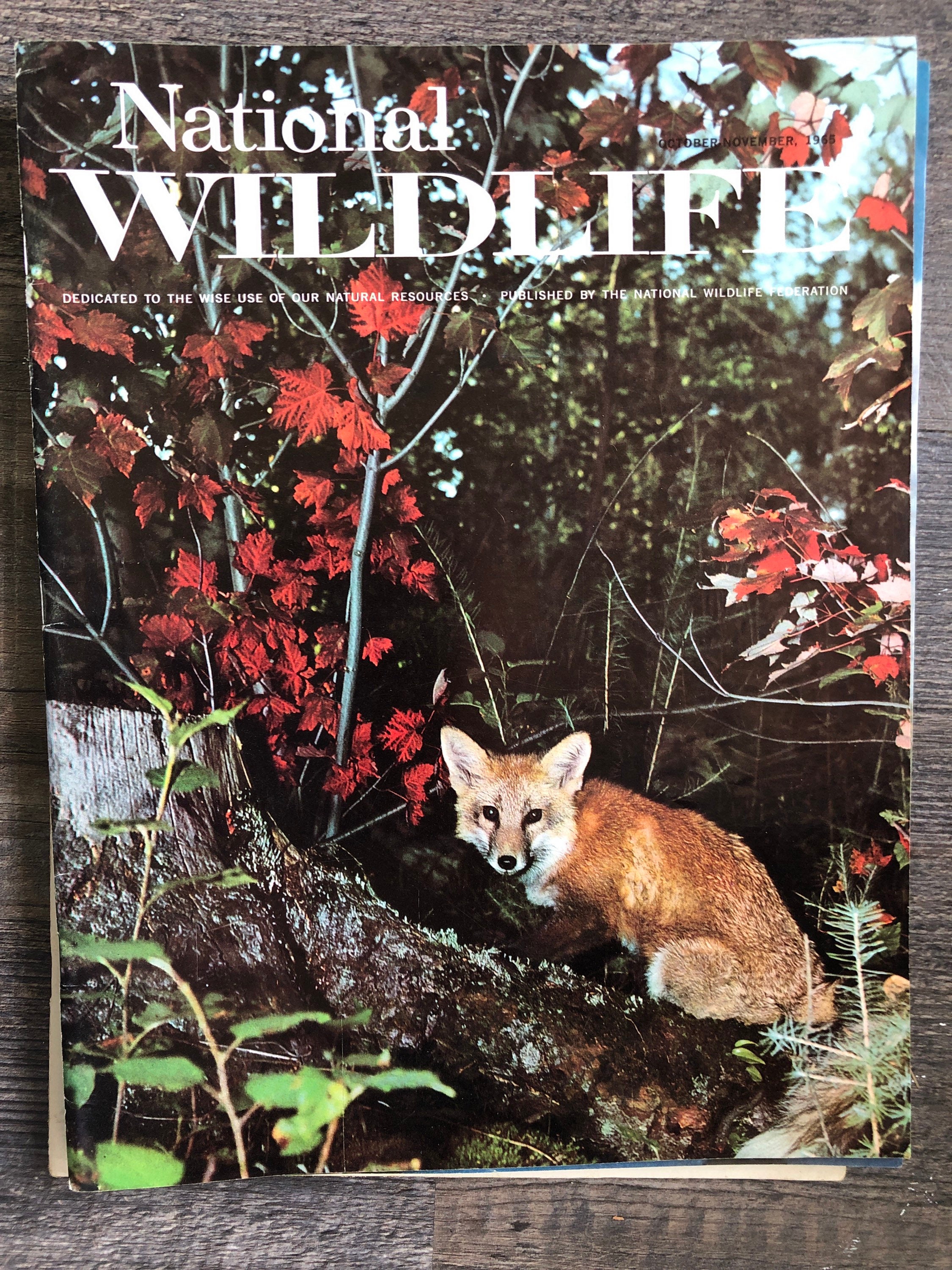 Lot of 6 Different National Wildlife Magazines. Used Very Good Etsy UK