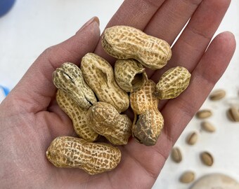 Ceramic peanuts (1 singular peanut)