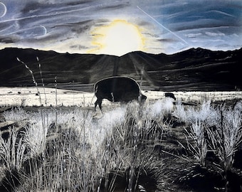 The American Buffalo