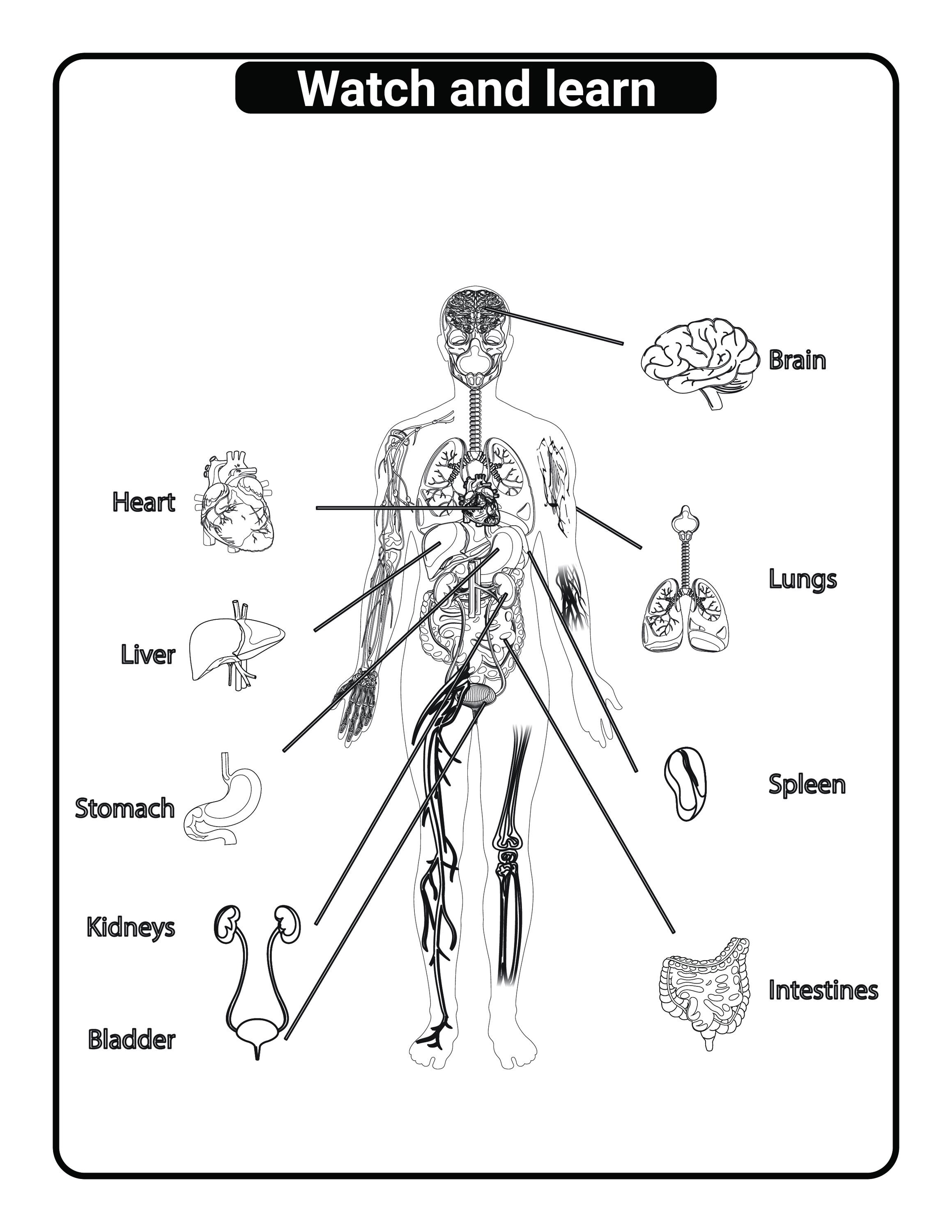 Human Anatomy Coloring Pages & Math Activity Book for Kids ...