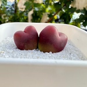 Könnte beinhalten: Zwei herzförmige Sukkulenten mit tiefroten Spitzen und grün gefärbten Böden sitzen in einem weißen rechteckigen Pflanzgefäß, das mit weißen Kieselsteinen gefüllt ist. Die Sukkulenten sind im Fokus, mit einem verschwommenen grünen Hintergrund.