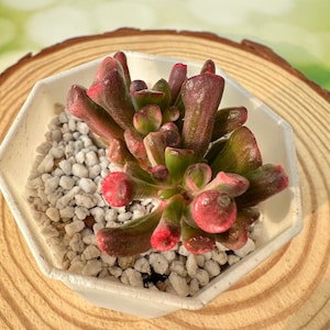 Crassula Oblique Gollum Variegata de 2''/ Suculenta rara/ Envío sin maceta