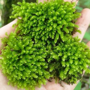 May include: A dense cluster of vibrant, bright green moss featuring small, overlapping, scale-like leaves. The plant has a soft, feathery texture with a branching structure that forms a thick, lush mat of vegetation with deep green and yellow-green tones.