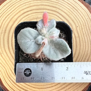 K&ouml;nnte beinhalten: Eine kleine Sukkulentenpflanze in einem schwarzen Topf. Die Pflanze hat weiche, silbergraue Bl&auml;tter und eine rosa-rote Bl&uuml;tenknospe. Ein Lineal zeigt, dass die Pflanze etwa 5 cm lang ist. Die Pflanze steht auf einer Holzoberfl&auml;che.