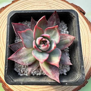 2'' Echeveria Agavoides 'Casio', Rare Succulent, Living Plants