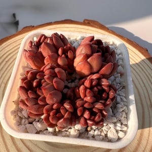 2'' Sedeveria Pink Ruby Cluster/ Rare Living Succulent Plant