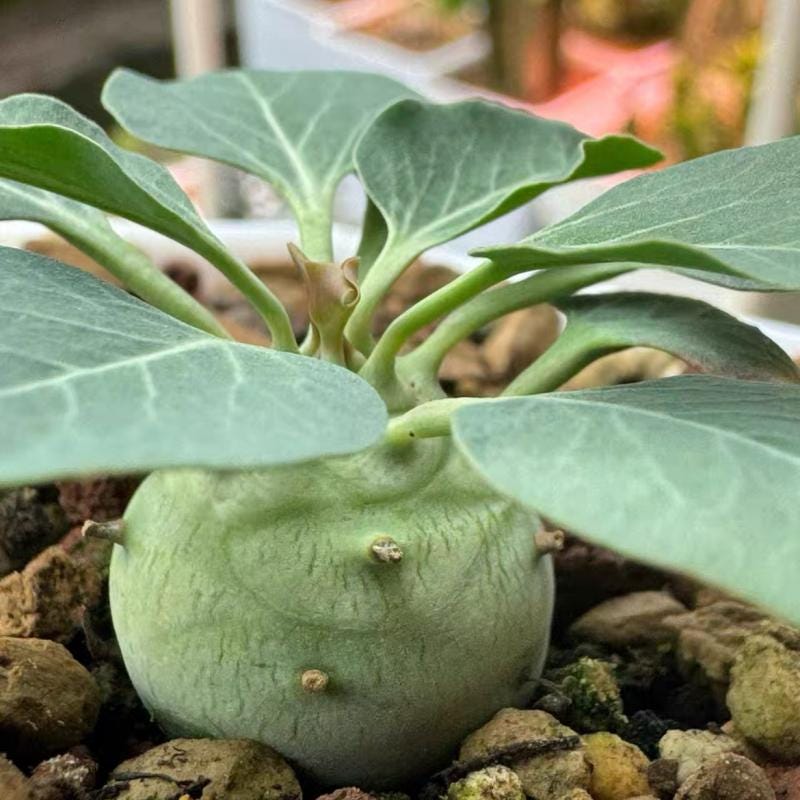 Euphorbia Globosa - Etsy