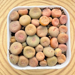 May include: A white square container filled with a collection of small, rounded succulents. The plants exhibit a spectrum of colours, including beige, pink, and green, with some showing textured surfaces. The arrangement is set against a wooden background.