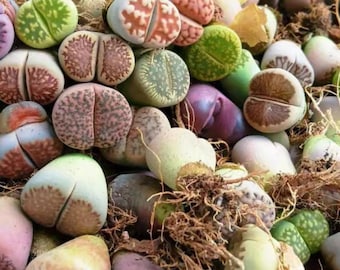 Könnte beinhalten: Eine Ansammlung von Lithops-Sukkulenten in verschiedenen Farben wie Grün, Braun, Violett und Rosa. Diese kleinen, kieselartigen Pflanzen weisen deutliche Spalten an ihren Oberseiten auf und sind mit freiliegenden, verfilzten braunen Wurzeln zu sehen.