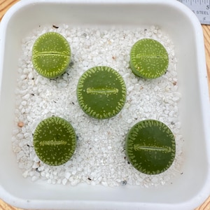 0.5&#39;’ Lithops Aucampiae L. Bol. C048A(5 in a Group) / Bellaketty/ 4 Yrs/ Rare Living Stone/ Cute Lithops Succulent