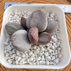 Puede incluir: Una colección de plantas Lithops, también conocidas como piedras vivas, en un recipiente cuadrado blanco lleno de pequeñas piedras blancas. Las plantas varían en color de gris a marrón rojizo, con superficies texturizadas y formas de hoja.