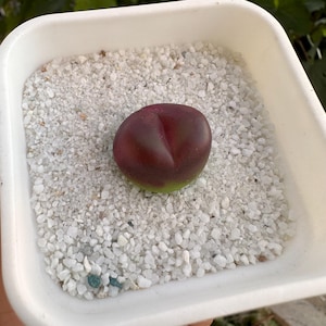 以下が含まれることがあります： 小さな石に似た、バーガンディ色の多肉植物が、白い砂利で満たされた白いプラスチック容器に入っています。植物は真ん中に割れ目があり、緑色の基部があります。容器は角が丸い正方形です。