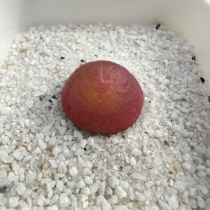 May include: A close-up of a Lithops plant, also known as a living stone, with a reddish-pink hue. The succulent is nestled in a bed of small, white gravel, creating a striking contrast. The plant's rounded shape and textured surface are clearly visible.