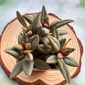 3.2&#39;&#39; Adromischus &#39;Sugar Bean&#39; Cluster/ Rare Living Succulent/ Colorful Plant