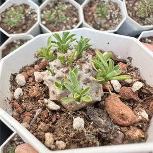artificial succulent arrangements 12