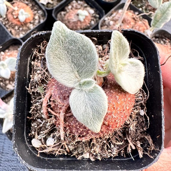 Sinningia leucotricha 1'' Blub | Brazilian Edelweiss | Bulb Only During Dormancy | Rare Caudex Succulent | Collector's Item