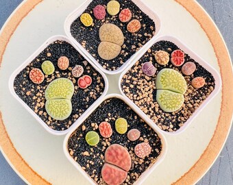 Könnte beinhalten: Vier quadratische weiße Kunststofftöpfe mit verschiedenen Lithops-Sukkulenten in dunkler Erde. Jeder Topf enthält eine große, mittige, gespaltene Sukkulente, umgeben von mehreren kleineren, bunten, runden und strukturierten Pflanzen.