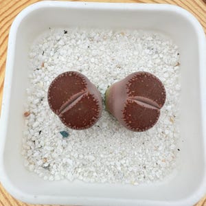 1.5&#39;’ Double-Headed Lithops Aucampiae L. Bol. C048/ 4 Yrs/ Rare Living Stone/ Cute Lithops Succulent/ Mother Plant