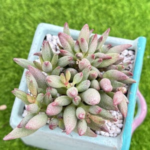 3.2 &#39;&#39; Adromischus &#39;Big Redlips&#39; Cluster / seltene lebende Sukkulente