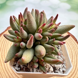 3.2 &#39;&#39; Adromischus &#39;Big Redlips&#39; Cluster / seltene lebende Sukkulente