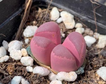 Lithops Optica 'Rubra' / Suculenta de piedra viva de doble cabeza de 2,5 cm / Tolerante a la sequía / Planta de escritorio de interior / Ejemplar de Live Well-Rooted (Regalo ideal)