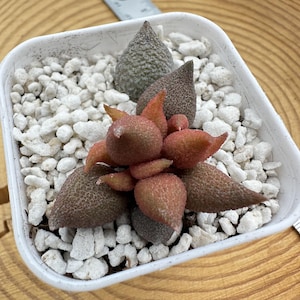 1.5 &#39;&#39; Adromischus &#39;Little Chili&#39; / seltene lebende Sukkulente