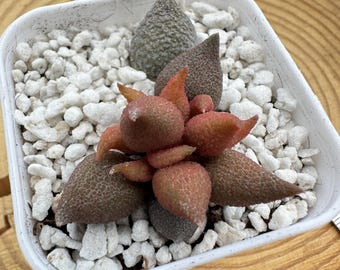 Adromischus 'Little Chili' de 1,5 pulgadas / Suculenta viva rara