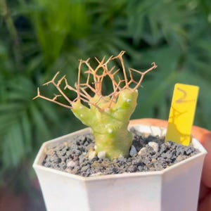 Peut inclure: Une petite plante succulente vert clair avec de fines tiges ramifiées de couleur beige s'étendant vers le haut depuis une base centrale. La plante est en pot dans un contenant hexagonal blanc rempli de gravier gris foncé avec une étiquette jaune.