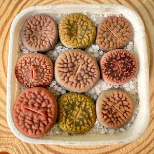 Puede incluir: Una maceta cuadrada de cerámica blanquecina llena de nueve coloridas suculentas lithops. Las suculentas varían en color, desde melocotón hasta marrón y verde, con superficies texturizadas y una fisura central. Están rodeadas de pequeñas piedras blancas.