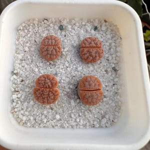 0.3&#39;’ Lithops Gracilidelineata v. Gracilidelineata &#39;Café au Lait&#39; C309A (4 in a Group)/ 4 Yrs/ Rare Living Stone/ Cute Lithops Succulent