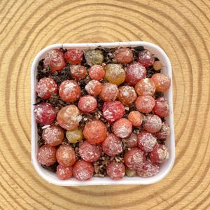 Conophytum burgeri (mais de 30 mudas) / Vaso de 5 cm (2 polegadas) totalmente preenchido / Suculenta rara em formato de globo de cristal