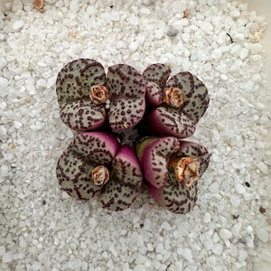 May include: Close-up of a cluster of Lithops plants, also known as living stones, with a speckled pattern in shades of green and maroon. The succulent plants have a split appearance and are surrounded by white gravel.