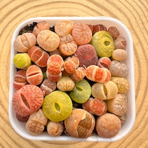 Op de afbeelding: Een vierkante witte bak gevuld met een verscheidenheid aan kleurrijke levende stenen. De stenen vertonen een reeks kleuren, waaronder oranje, rood, geel en groen. De stenen hebben een unieke, afgeronde vorm en zijn dicht op elkaar geplaatst.