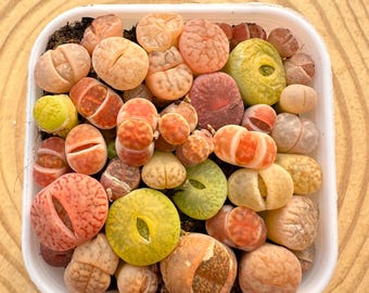 Mélange de lithops en pot de 2 po., plus de 30 plants dans chaque pot, expédié en pot, rare pierre vivante succulente