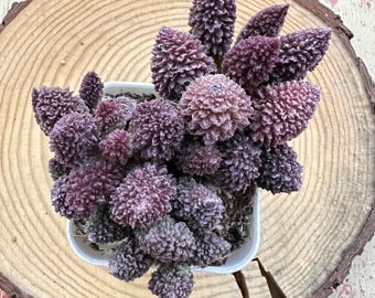 3,5'' Adromischus Marianae v. Herrei/Rare Living Succulent