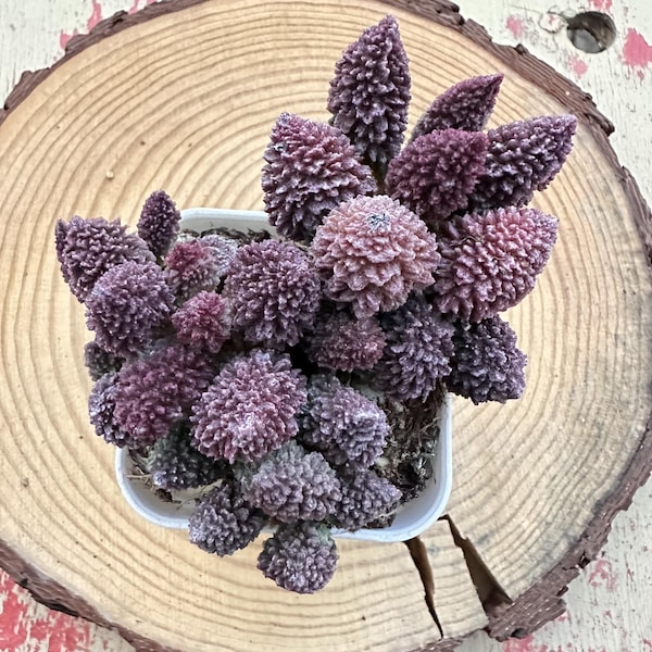 3,5'' Adromischus Marianae v. Herrei/ Rare Living Succulent