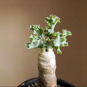 May include: A succulent plant featuring a thick, cylindrical, light brown caudex base with a textured surface. The top of the plant displays multiple stems with ruffled, wavy-edged, pale green leaves that have a slightly powdery, matte appearance.