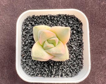 Rara Crassula variegata 'Moonglow' 2,5 cm, testa singola / Piccola succulenta a cespuglio, fogliame variegato, facile da curare, pianta viva, regalo