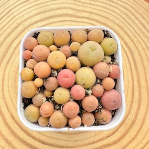 May include: A square white container filled with a variety of colorful succulent plants. The plants are round and have a mix of colors, including yellow, orange, and pink. The container sits on a light brown, circular wood surface.