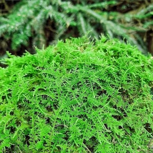 May include: A dense, vibrant green clump of living moss featuring fine, feathery, and branching stems. The texture is soft and intricate, with overlapping layers of small, needle-like leaves that create a lush, carpet-like appearance.