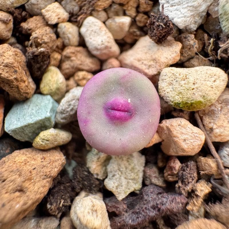 Conophytum Pageae - Etsy