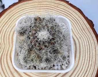 Cluster di Sulcorebutia Patriciae da 2,5''/Cactus vivente raro/Piante succulente