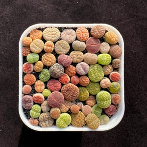 May include: A square white planter filled with a dense collection of small, pebble-like Lithops succulents. The plants display a variety of colors including shades of green, orange, red, brown, and grey, featuring textured, cleft surfaces.