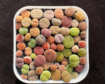 2.5'' Pot Mixed Lithops, Over 60 Seedlings in Each Pot, Shipped Potted, Rare Living Stone Succulent