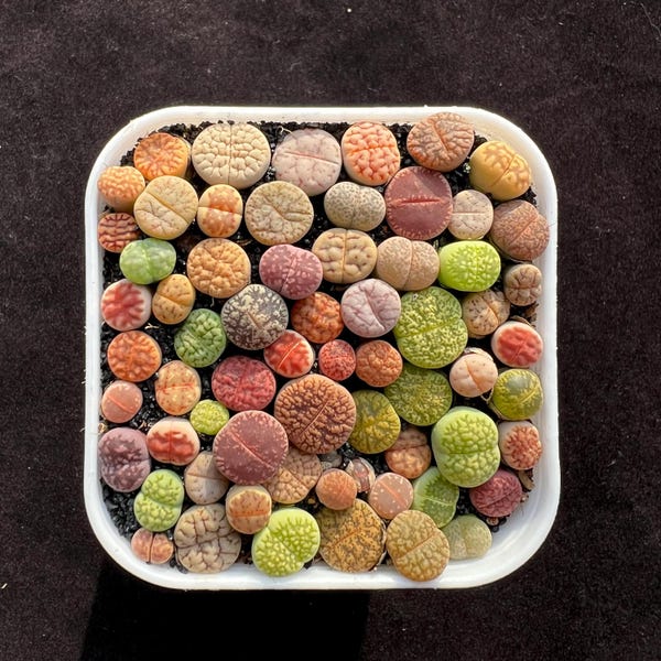 2.5'' Pot Mixed Lithops, Over 60 Seedlings in Each Pot, Shipped Potted, Rare Living Stone Succulent