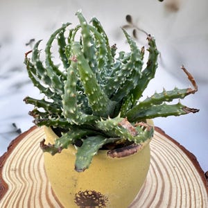 Aloe humilis - Etsy sterreich