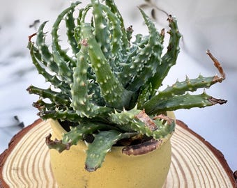 Aloe Humilis / 'spider Aloe' - Etsy